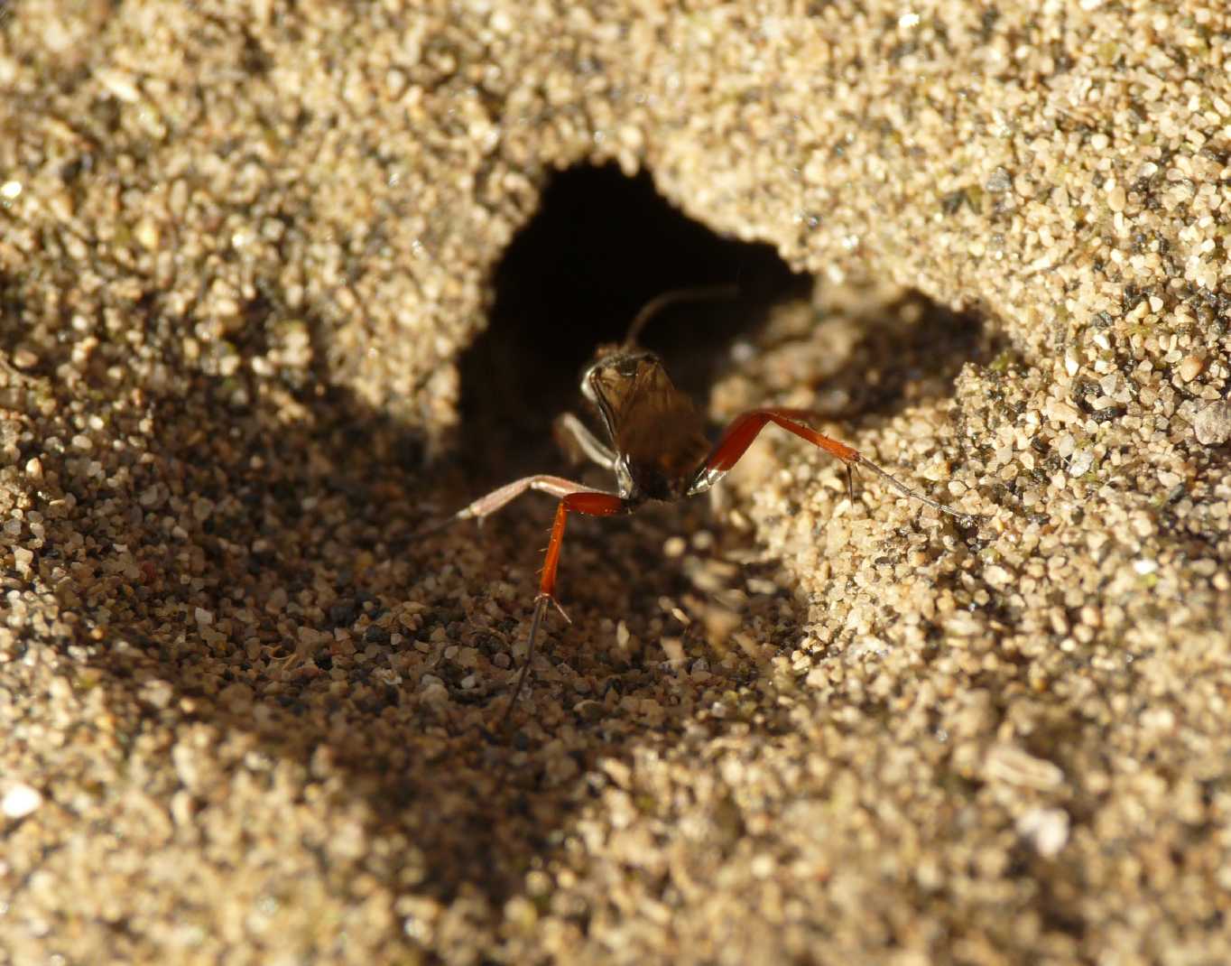 Pompilidae mediopiccolo nero zampe rosse